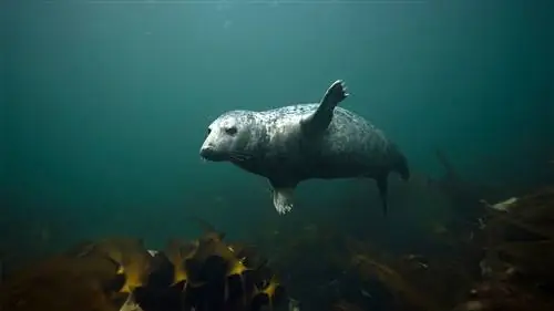 Тюлени хлопают под водой, чтобы общаться