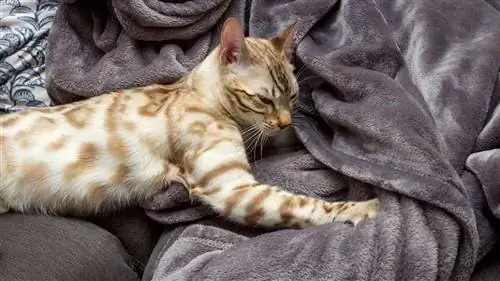 Зачем кошки месят?