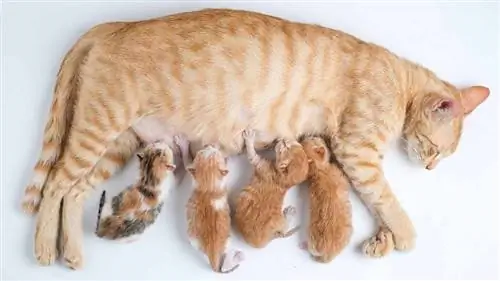 Новорожденные котята пьют молоко матери на белом фоне
