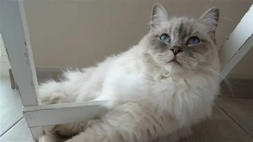 Рэгдолл кошка