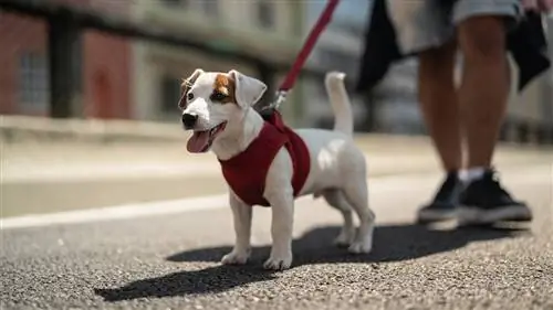 Как лучше всего водить собаку на поводке?
