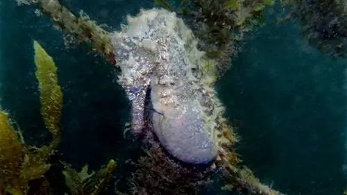 морской конек