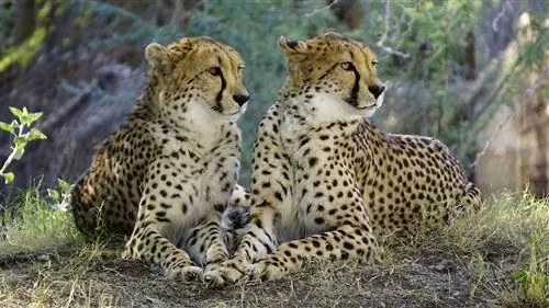 Гепарды: большие кошки, которые могут полностью обогнать вас на межштатной автомагистрали