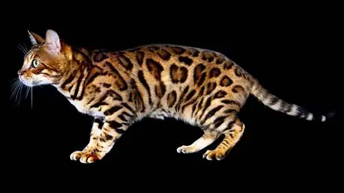 Бенгальские кошки - мини-леопардовые гибридные домашние кошки