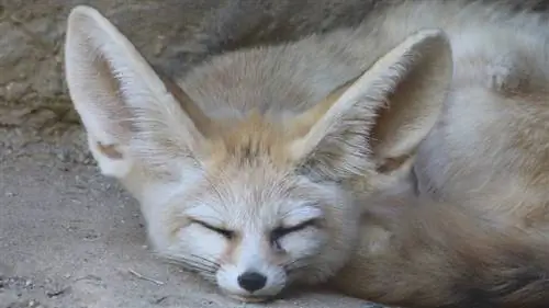 лисица фенек (Vulpes zerda)