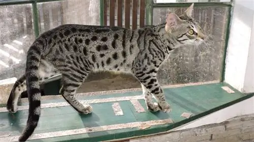 Саванна кошка