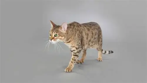 Саванна кошка