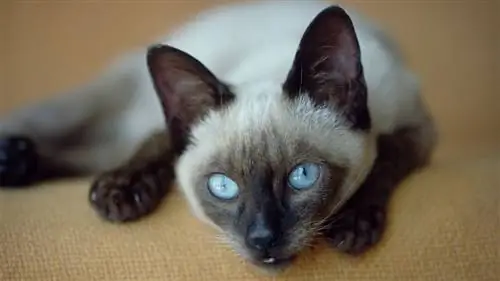 кот