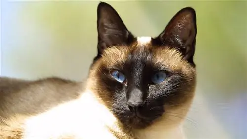 сиамская кошка
