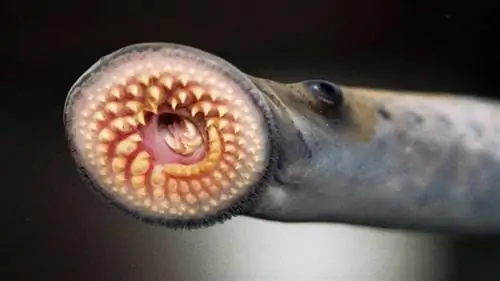 морская минога