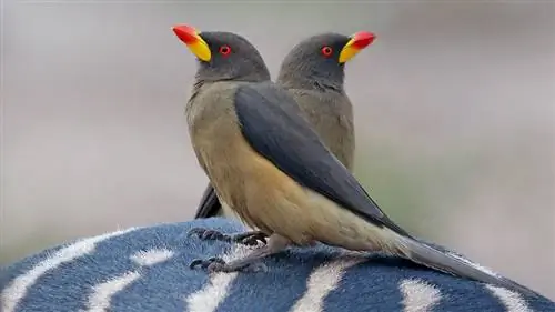 Африканские скворцы