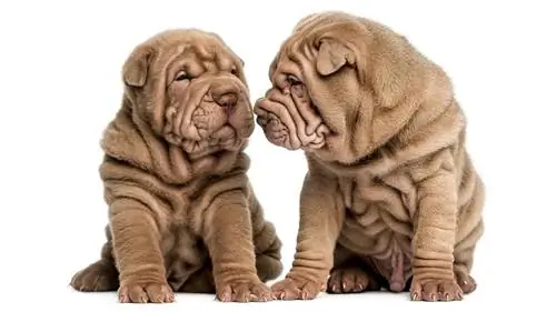 Как у шарпея появились морщины