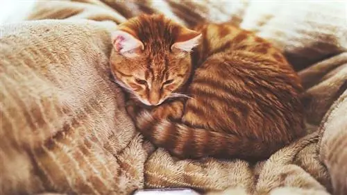 Рыжая кошка