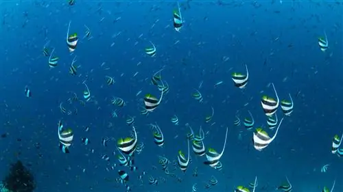 Рыба хочет пить?