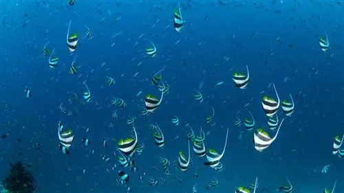 рыба-баннер под водой на Мальдивах