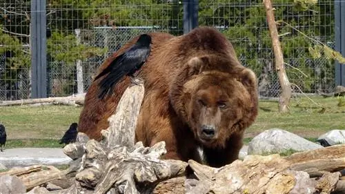 Познакомьтесь с тестировщиками продукции Montana Grizzly Bear
