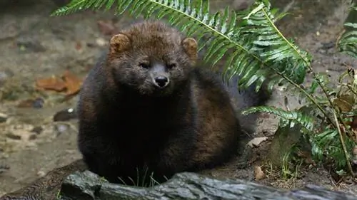 Кот Фишер