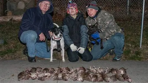 Кому я позвоню? Собаки R.A.T.S