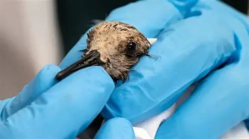 птица разлива нефти