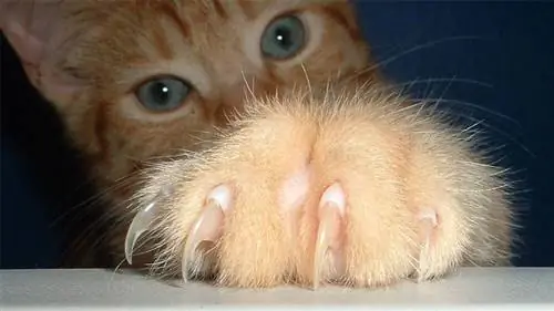Удаление когтей у кошек
