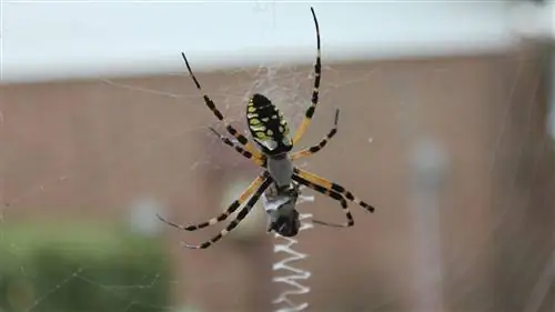 Встаньте, пожалуйста, настоящий банановый паук?