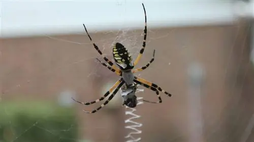 Банановый паук или ситцевый паук