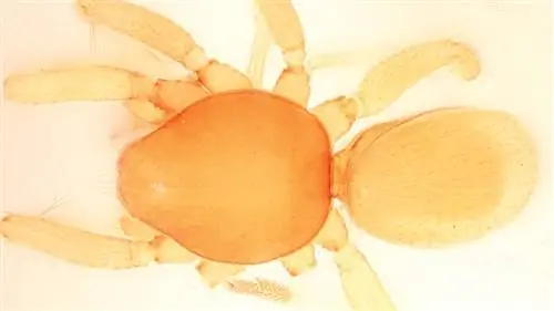 Гоблин паук