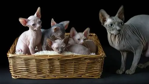 Кошка сфинкс и помет котят