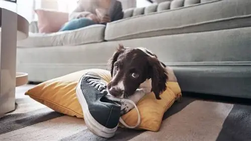 Собаки проходят через половое созревание?