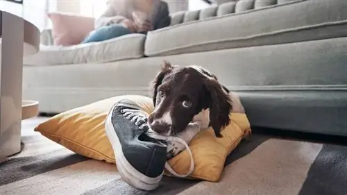 щенок жует обувь