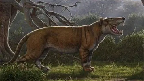 Simbakubwa kutokaafrika, большая кошка