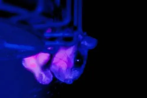 белка-летяга, УФ-свет