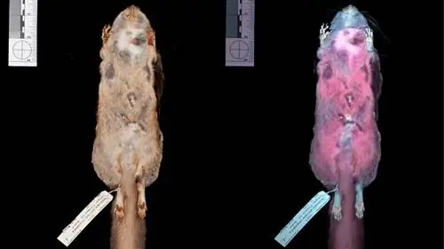 белка-летяга, УФ-свет