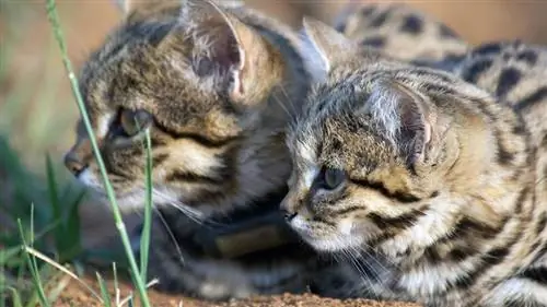 черноногий кот
