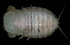 гигантская морская изопода