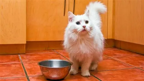 кошка ждет, когда ее покормят