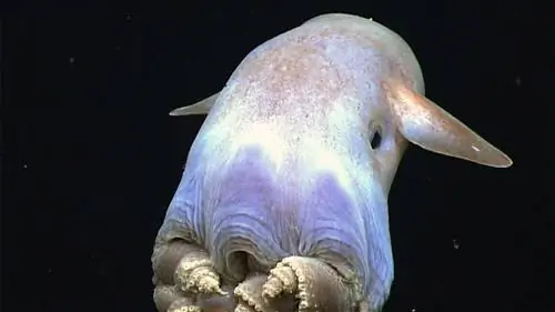 Призрачный, очаровательный осьминог Дамбо, замеченный Deep Sea Rover