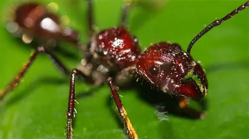 Paraponera clavata, укус