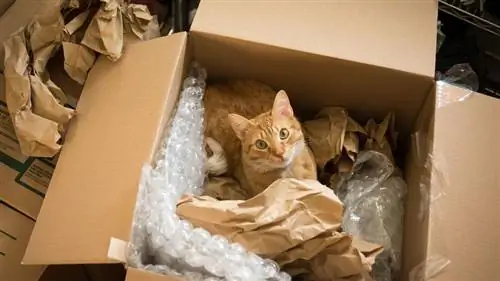 кот в коробке с пупырчатой пленкой