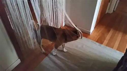 собачий транс