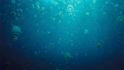 море, вши море, вши