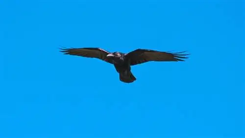 Американская ворона