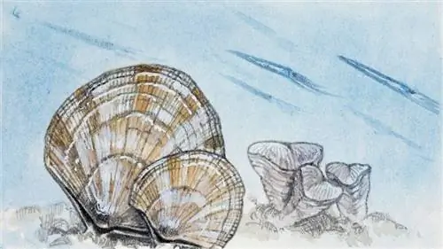 плеченогие, кровь плеченогие, кровь