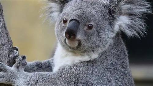 коала, хламидии