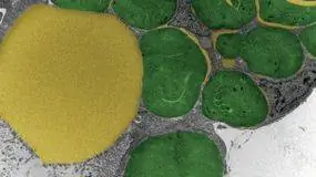 морской слизень, водоросли морской слизень, водоросли