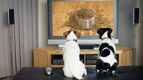 DOGTV: HBO для Fido?