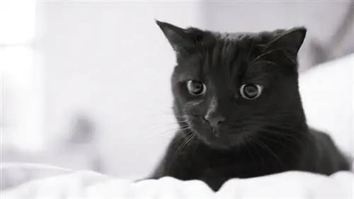 черная кошка черная кошка