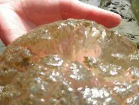 великолепный мшаночный колониальный организм