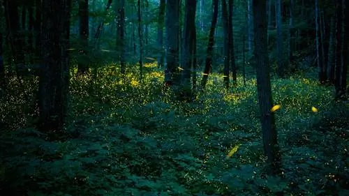 Synchronous Fireflies устроят весеннее световое шоу Smoky Mountain