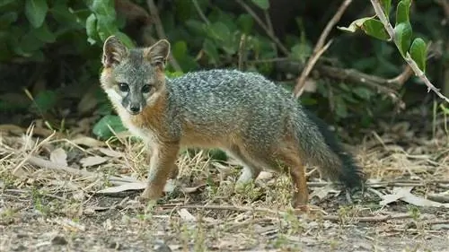 Крошечный лис, спасенный от вымирания
